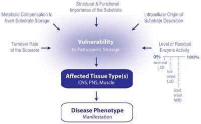 Lipid Involvement in Neurodegenerative Diseases of the Motor System: Insights from Lysosomal Storage Diseases